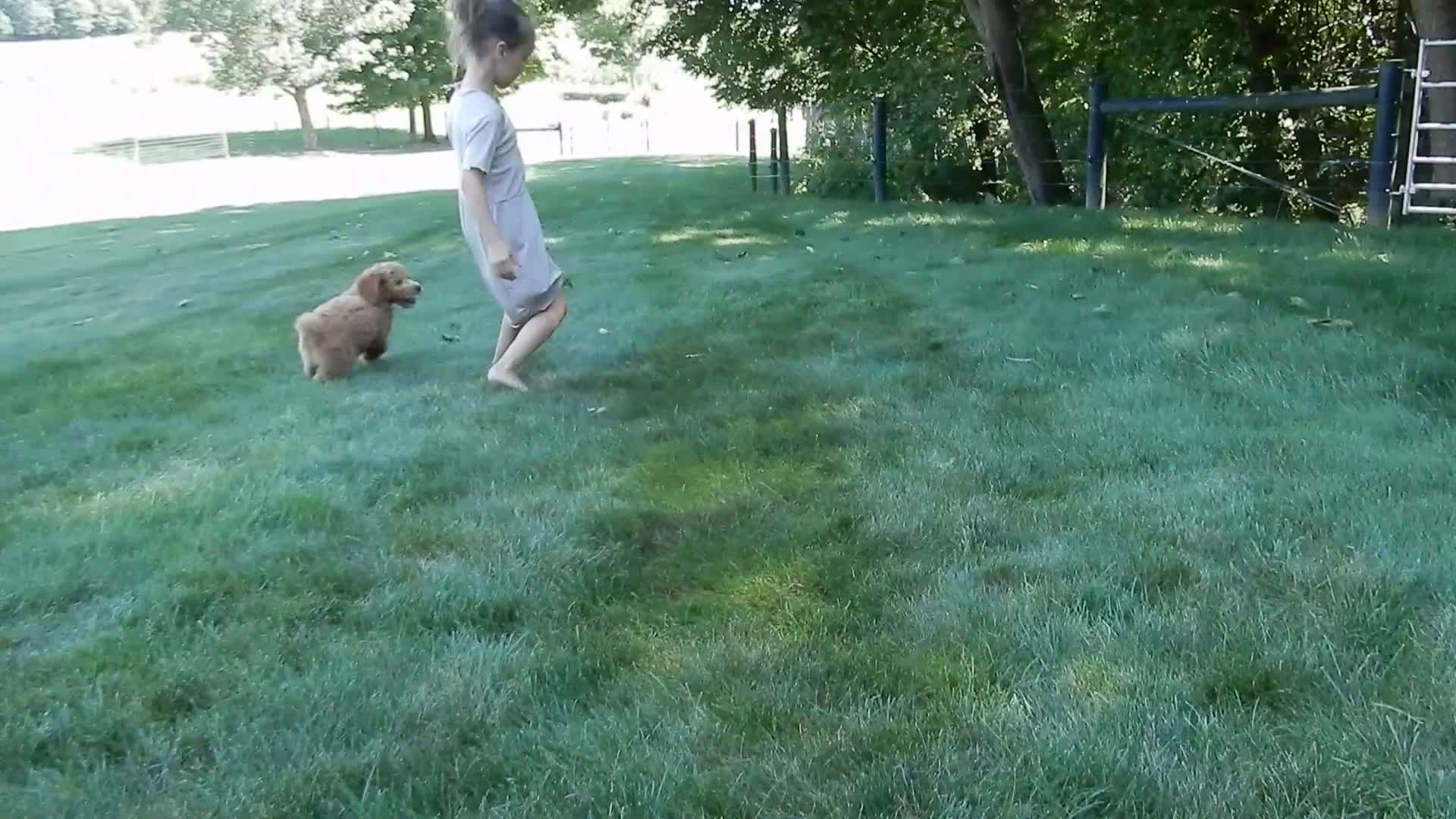 Mini Goldendoodle dogs for sale: Peaches - Video 1