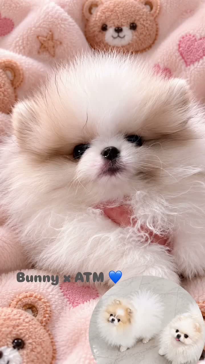 Pomeranian dogs for sale: Pikachu  - Video 3