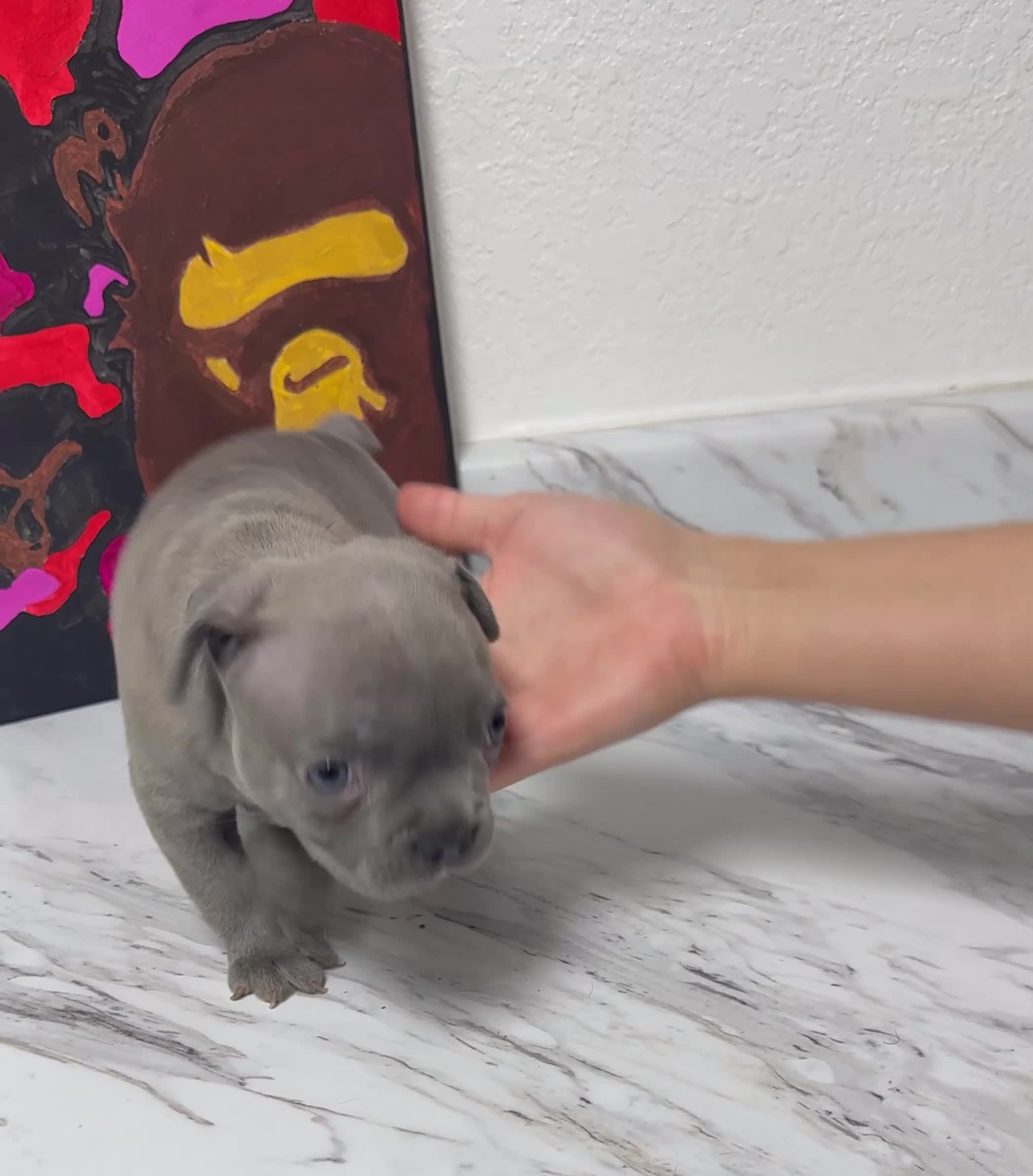 French Bulldog dogs for sale: Male frenchie - Video 1