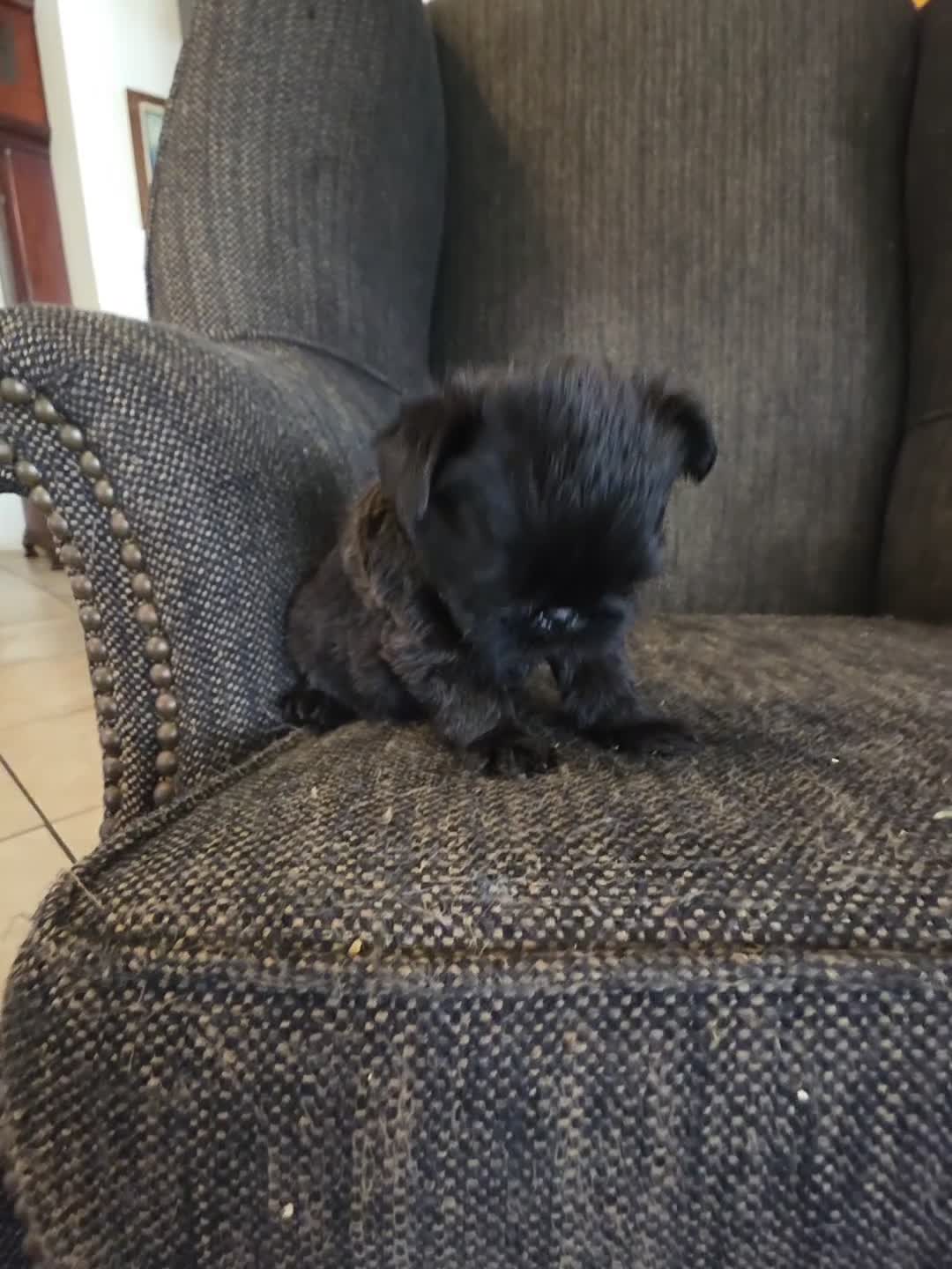 Brussels Griffon dogs for sale: Brussels Griffon Puppy 3 - Video 1