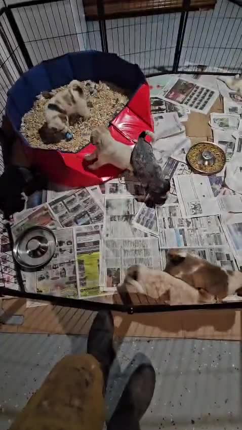 Mixed Breed dogs for sale: Ruby-Rose - Video 3