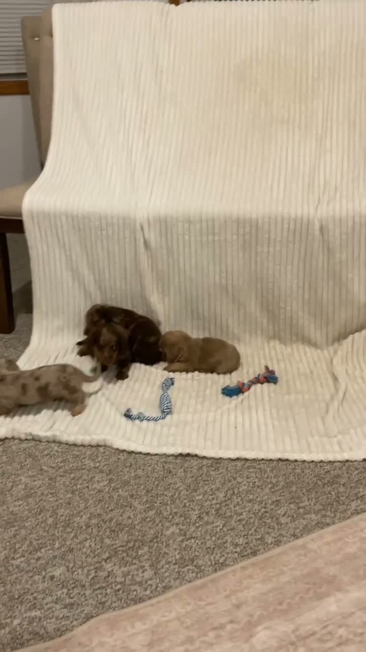 Dachshund dogs for sale: Benny - Video 1