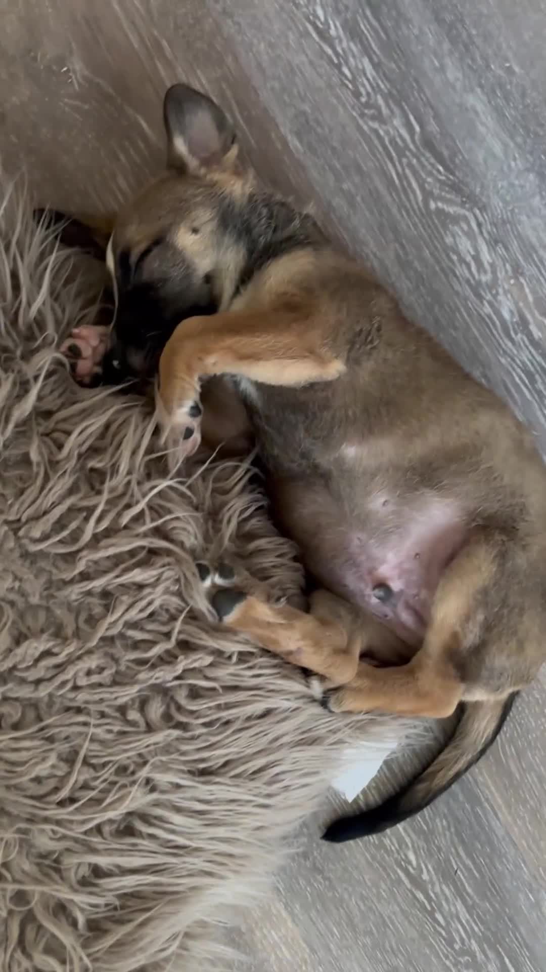 Mixed Breed dogs for sale: Mixed Breed 1 - Video 1