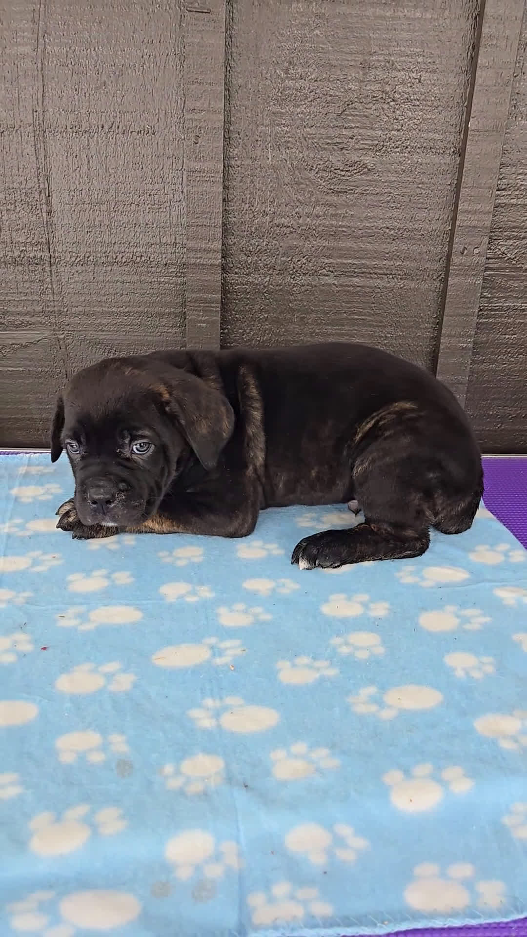 Cane Corso dogs for sale: Luigi  - Video 1