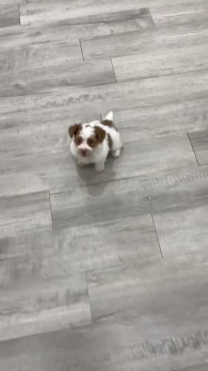 Yorkiepoo dogs for sale: Chico - Video 1