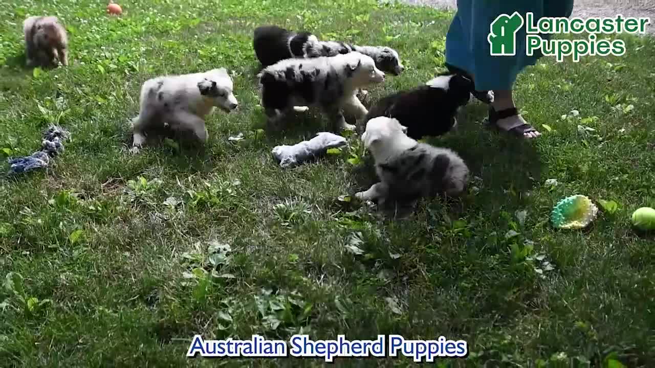 Australian Shepherd dogs for sale: Koby - Video 1