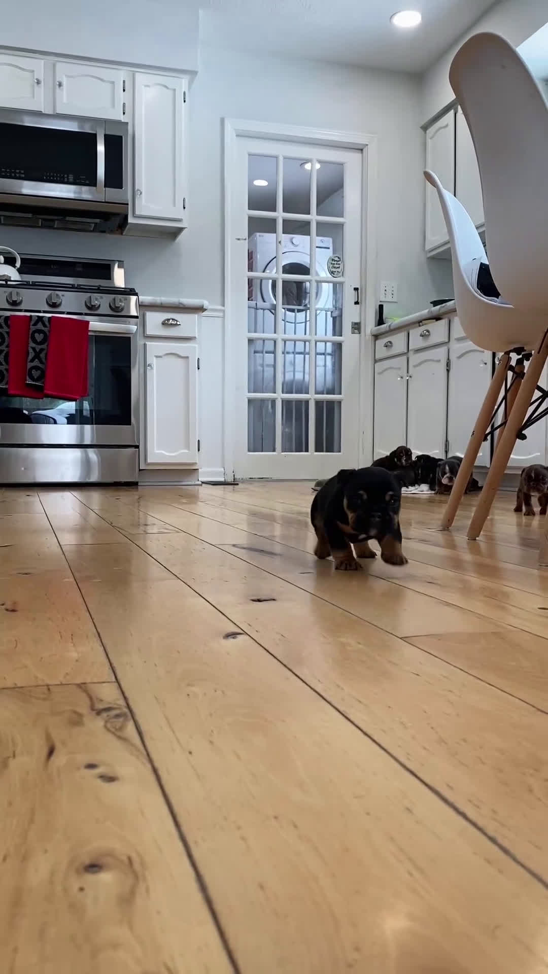 English Bulldog dogs for sale: Love - Video 1