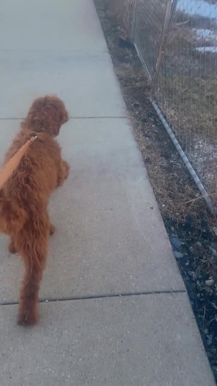 Goldendoodle dogs for sale: Goldendoodle 1 - Video 1