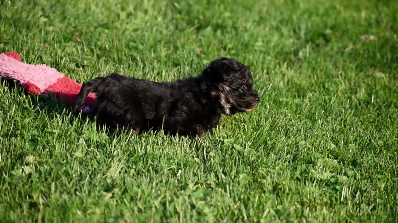 Mixed Breed dogs for sale: Stoker - Video 2
