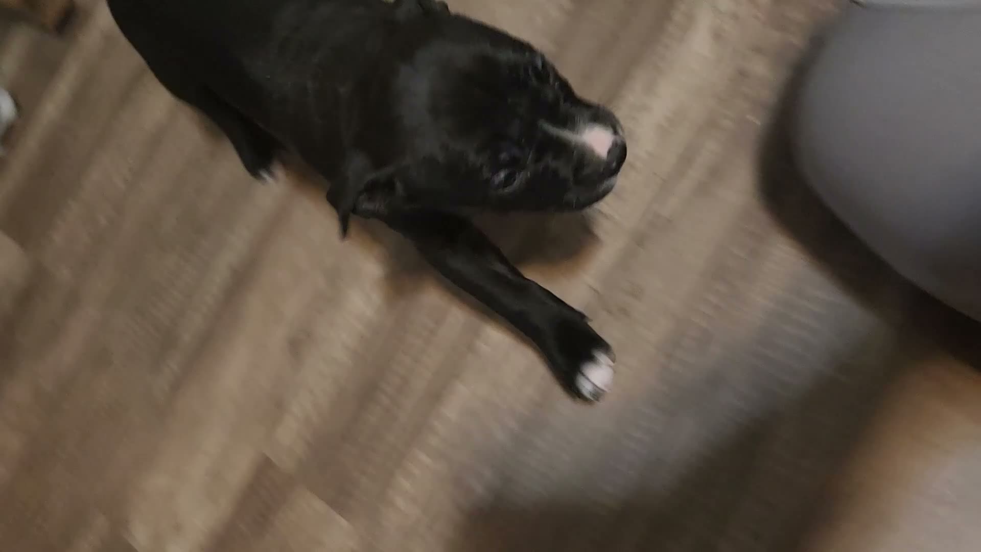 American Pit Bull Terrier dogs for sale: American Pit Bull Terrier 10 - Video 1