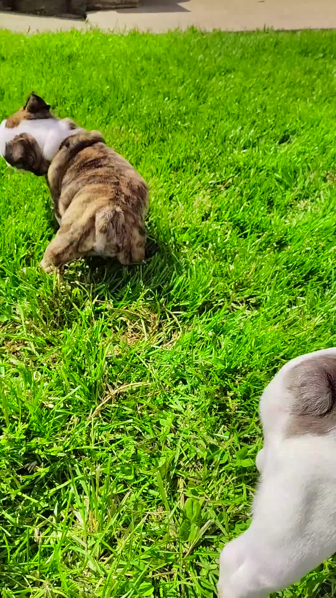 English Bulldog dogs for sale: Chloe  - Video 2