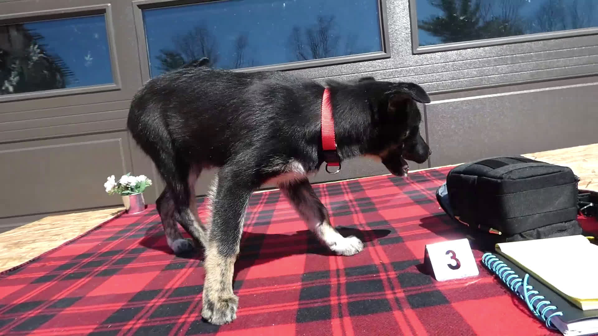 Mixed Breed dogs for sale: Australian Shepherd Puppy 5 Red Robin - Video 5