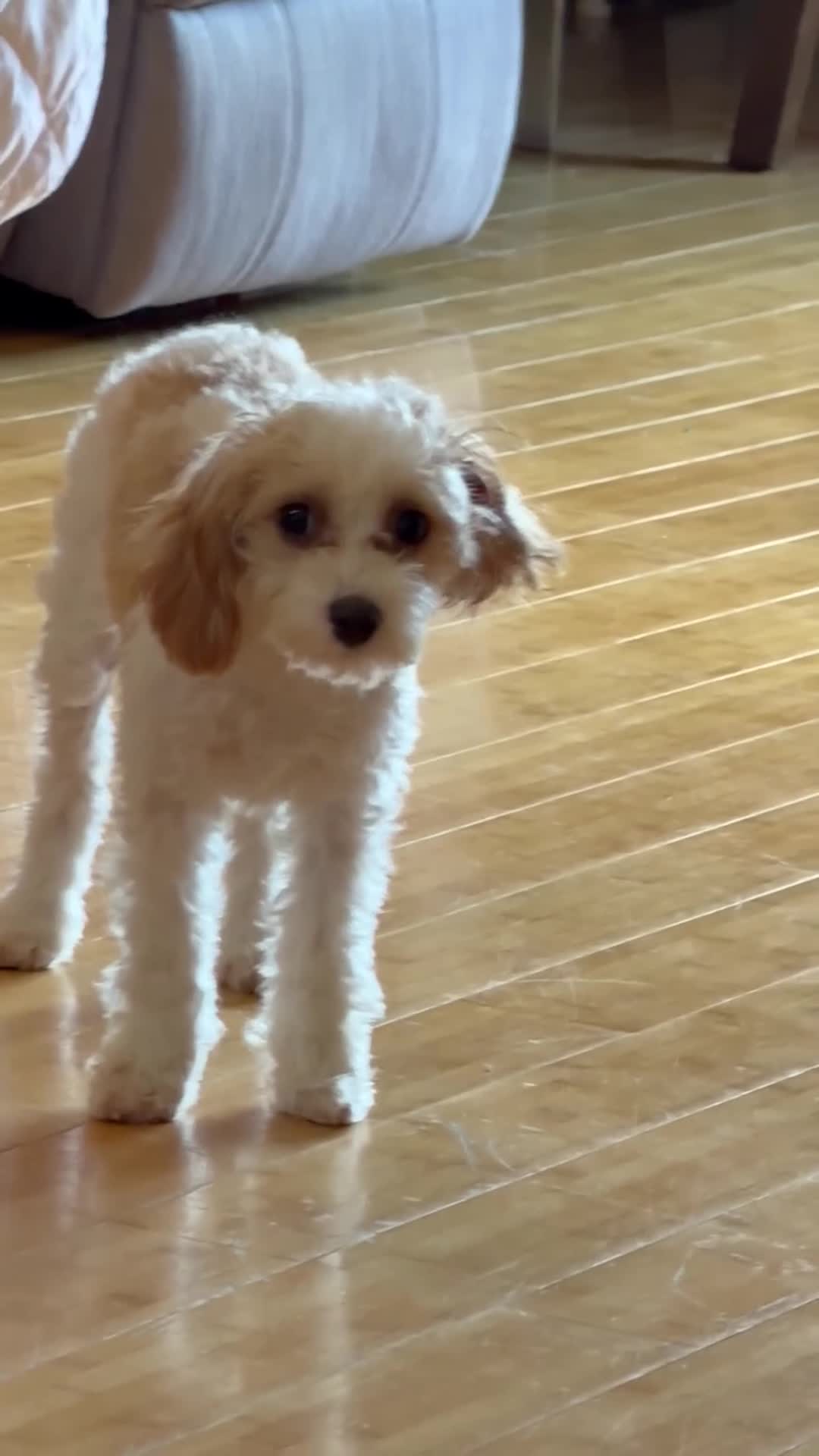 Cavapoo dogs for sale: Cavapoo 1 - Video 1