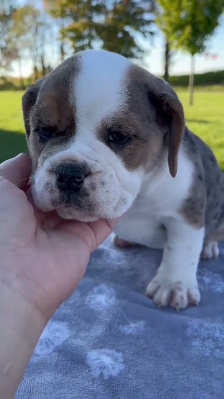 Beabull dogs for sale: Adele - Video 1
