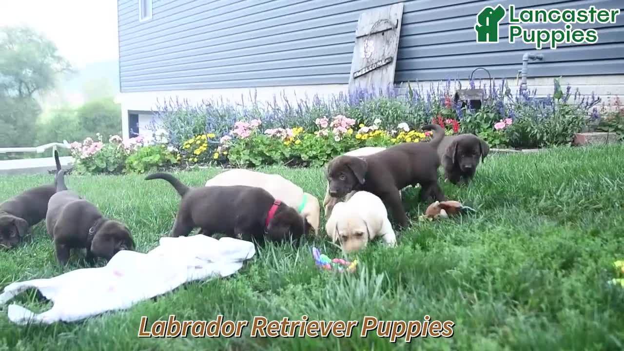 Labrador Retriever dogs for sale: Boomer - Video 1