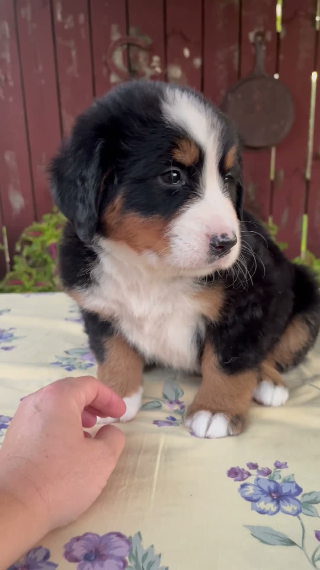 Bernese Mountain Dog dogs for sale: Sadie - Video 1