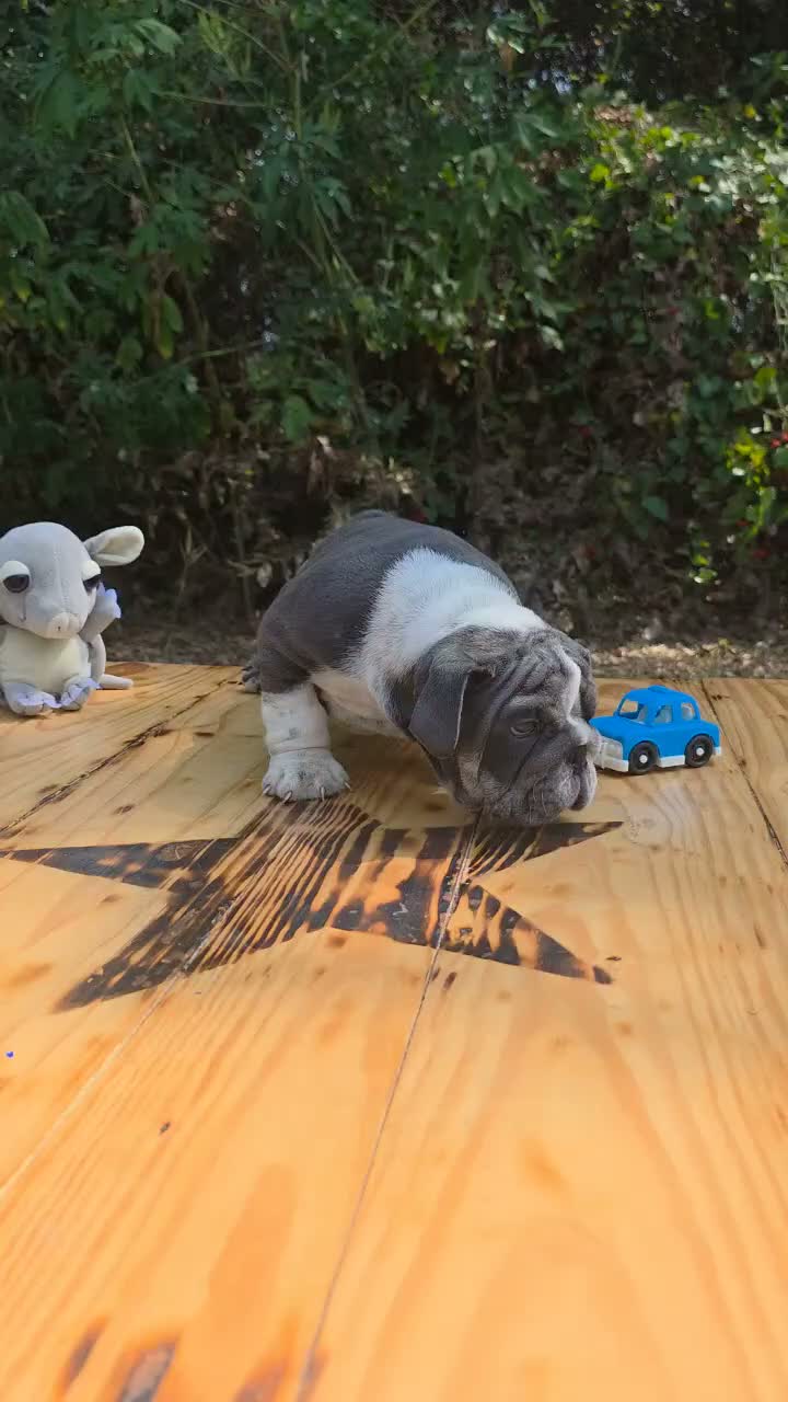 English Bulldog dogs for sale: DENVER - Video 1