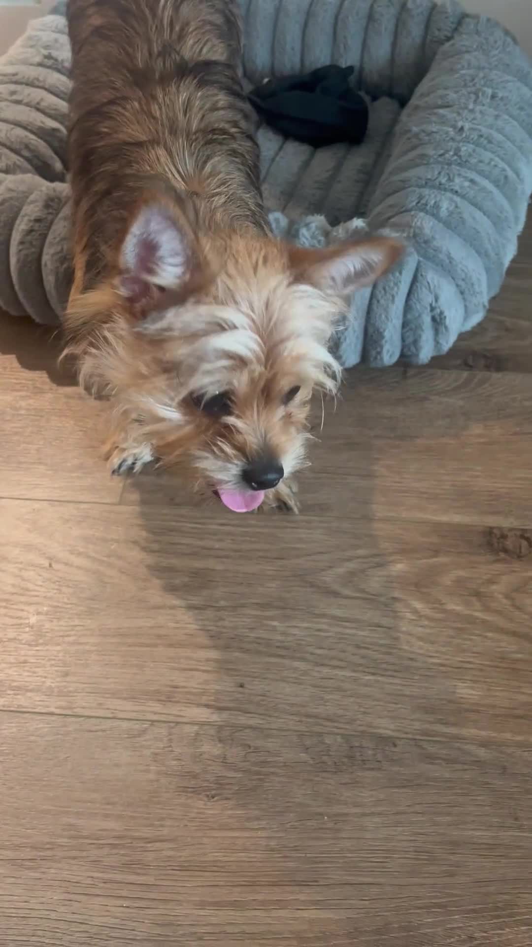 Shorkie dogs for sale: Shorkie Puppy 1 - Video 1