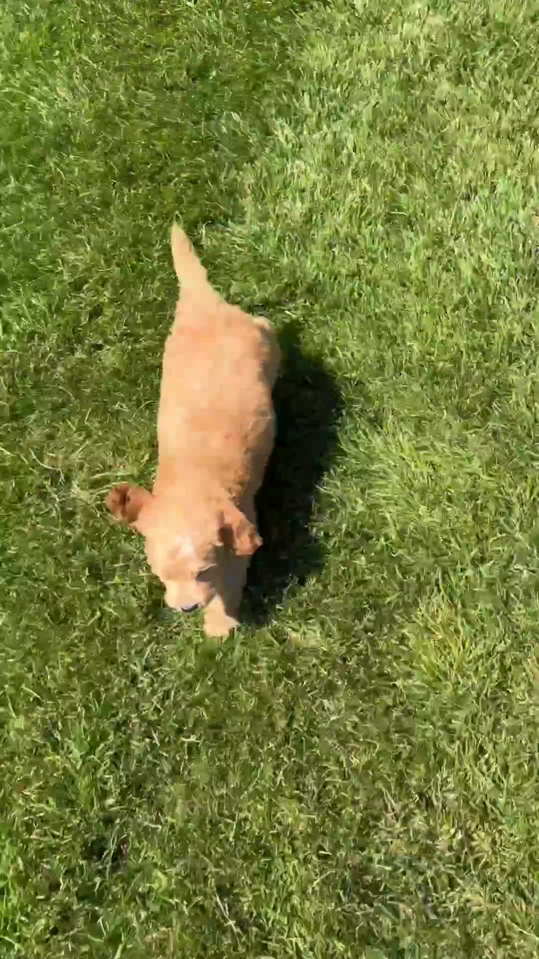 Mini Goldendoodle dogs for sale: Leo - Video 1
