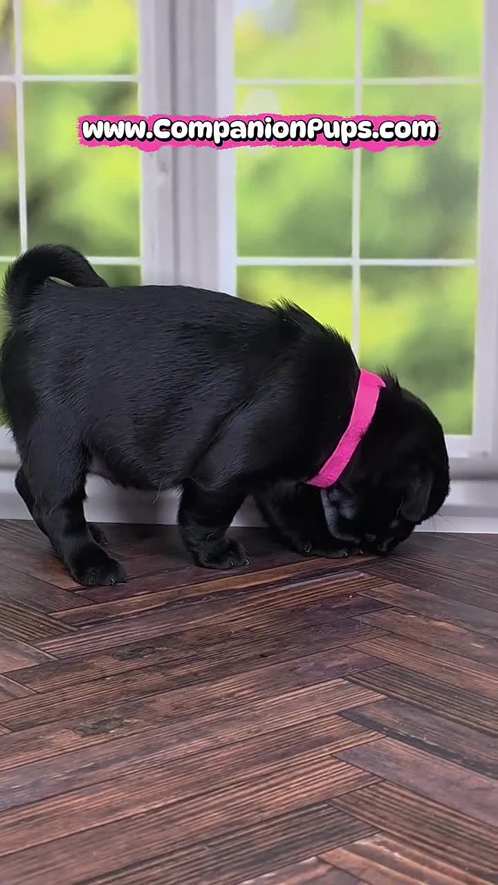 Pug dogs for sale: Light Pink - Black Female Pug - Champion Lines! - Video 1