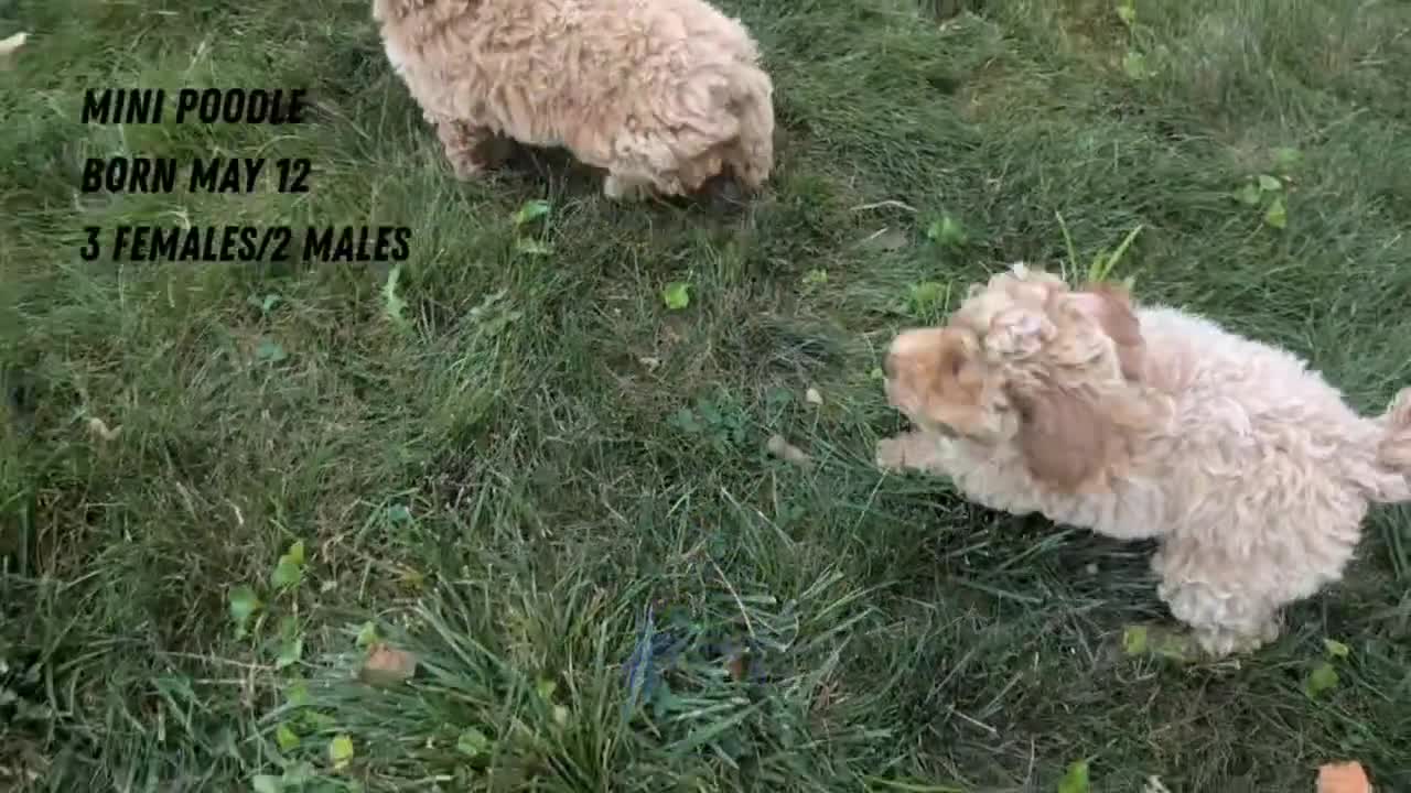 Miniature Poodle dogs for sale: Roscoe - Video 4