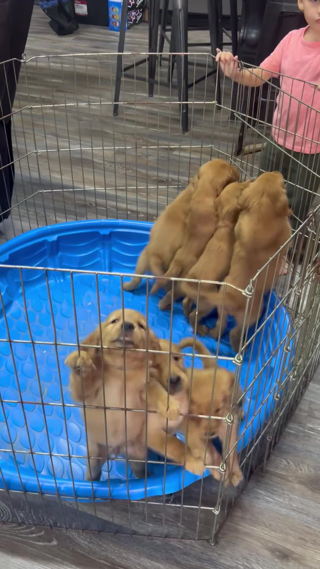 Golden Retriever dogs for sale: Golden Retriever 3 - Video 1