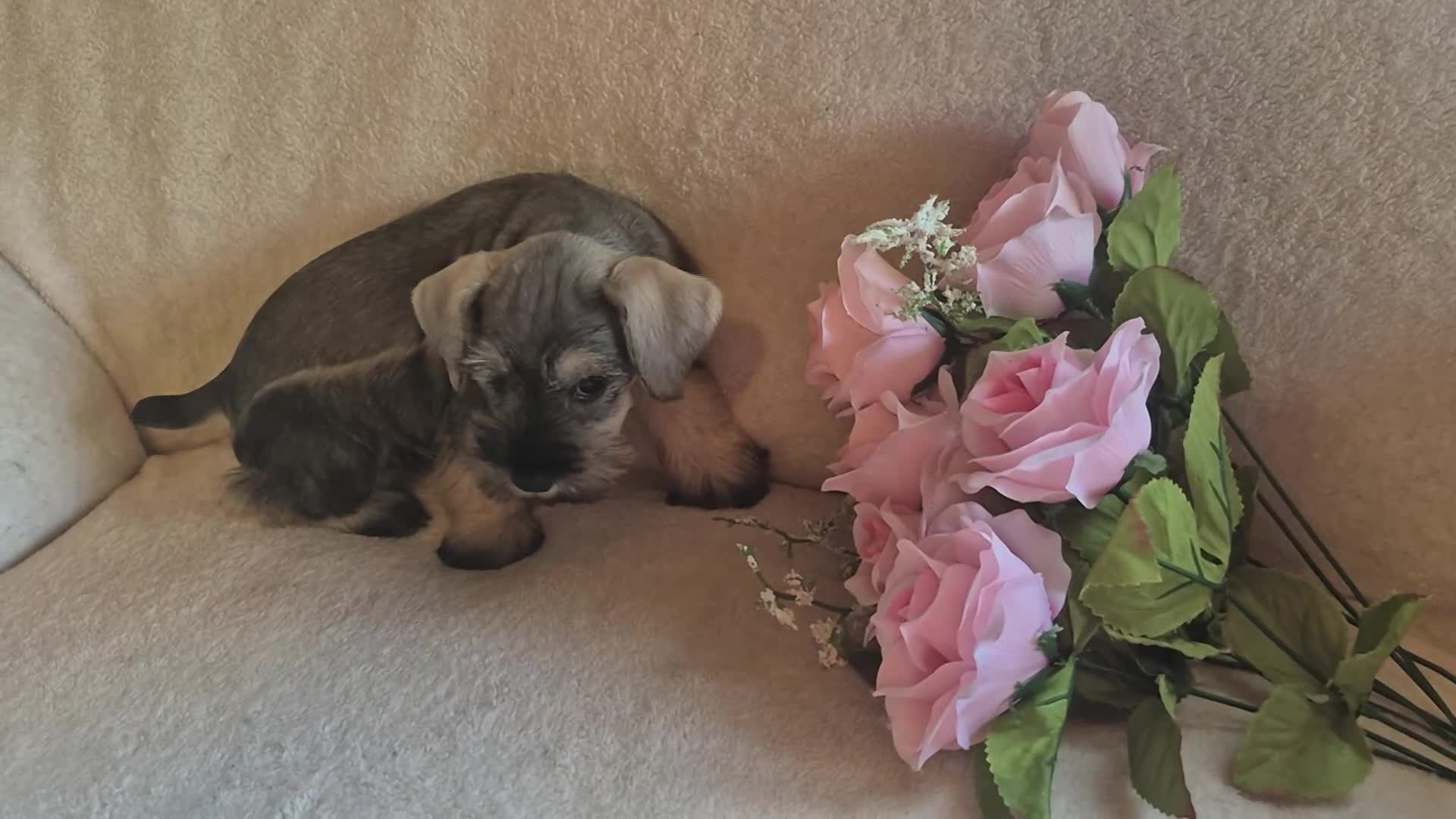 Miniature Schnauzer dogs for sale: Molly - Video 3