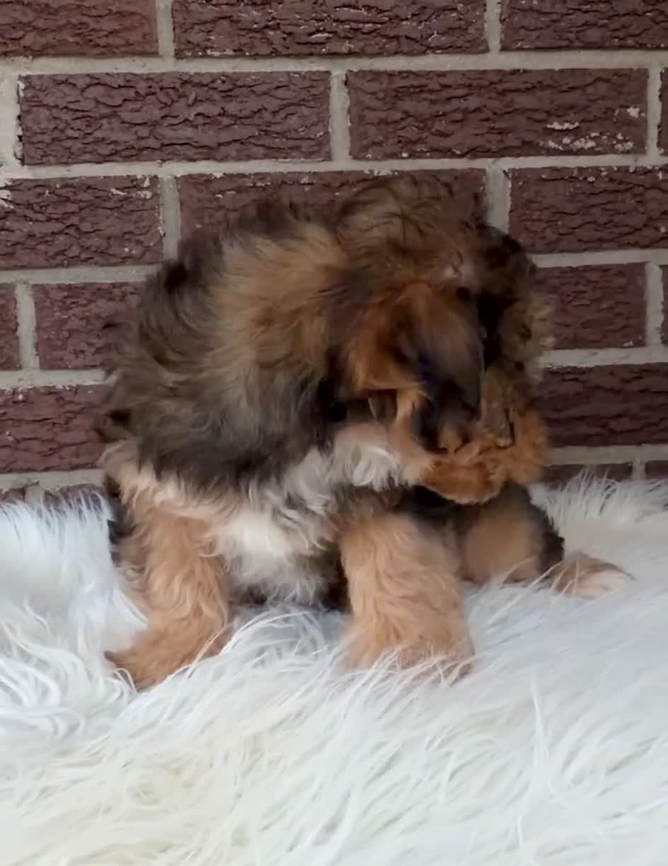 Yorkiepoo dogs for sale: Brady - Video 1