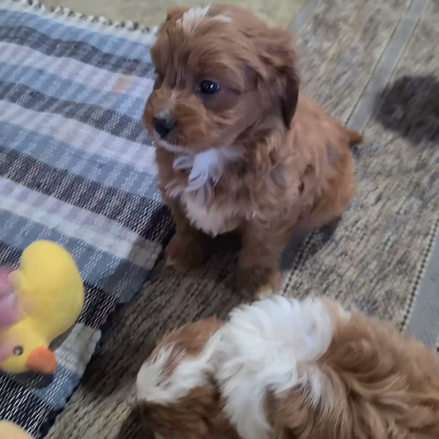 Cavapoo dogs for sale: Buddy - Video 2