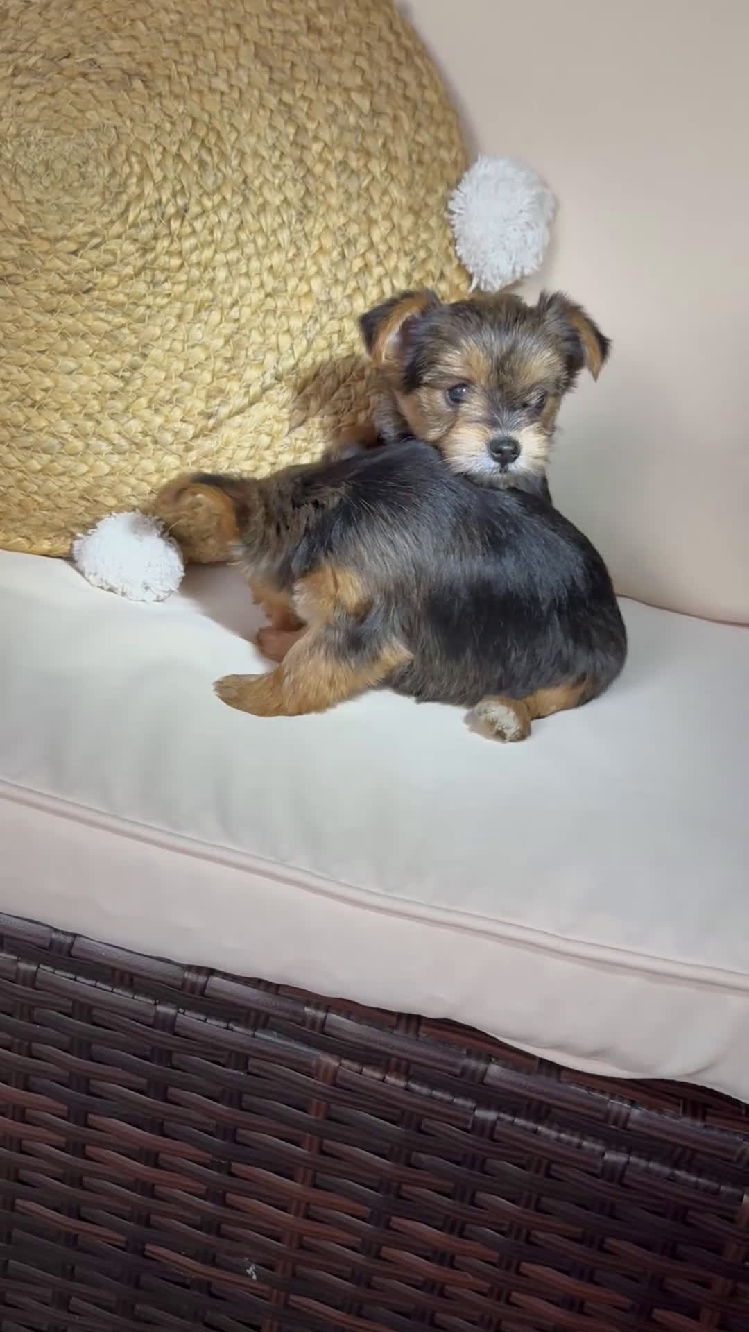 Yorkshire Terrier dogs for sale: Yorkshire Terrier Puppy 2 - Video 1
