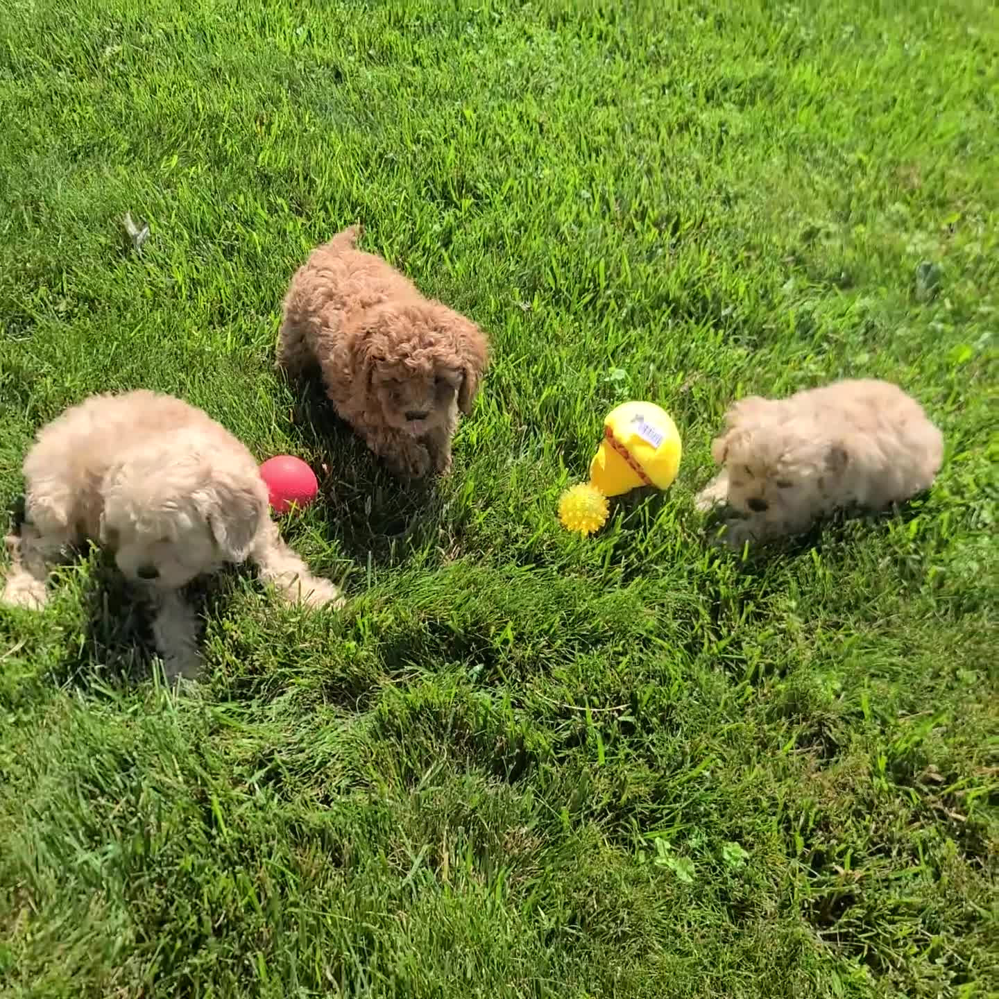 Cavapoo dogs for sale: Lyndon - Video 1