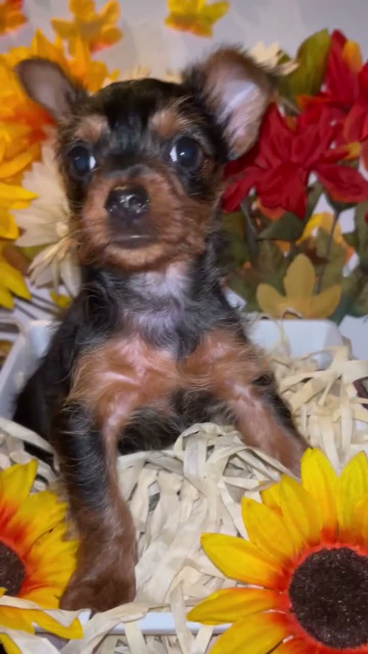 Yorkshire Terrier dogs for sale: Faith - Video 1