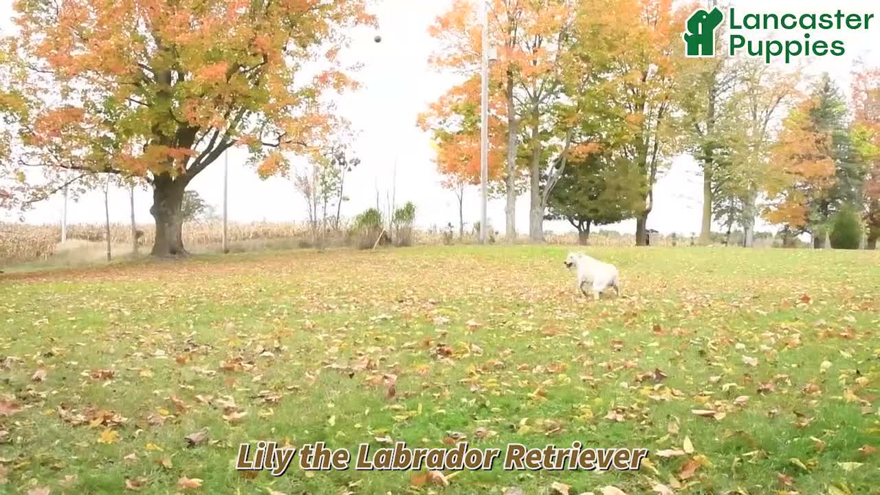 Labrador Retriever dogs for sale: Lily - Video 1