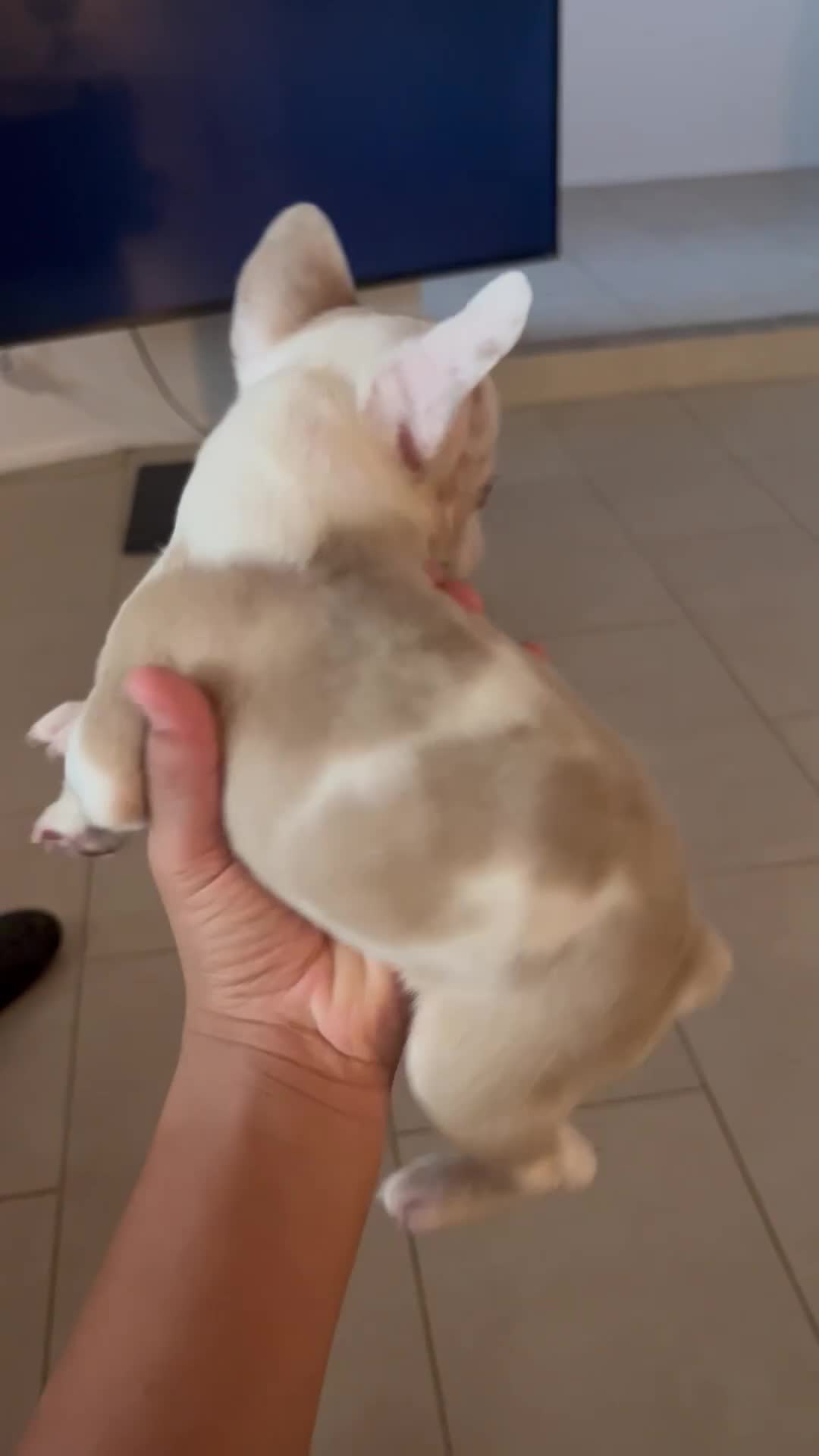 French Bulldog dogs for sale: French Bulldog 1 - Video 1