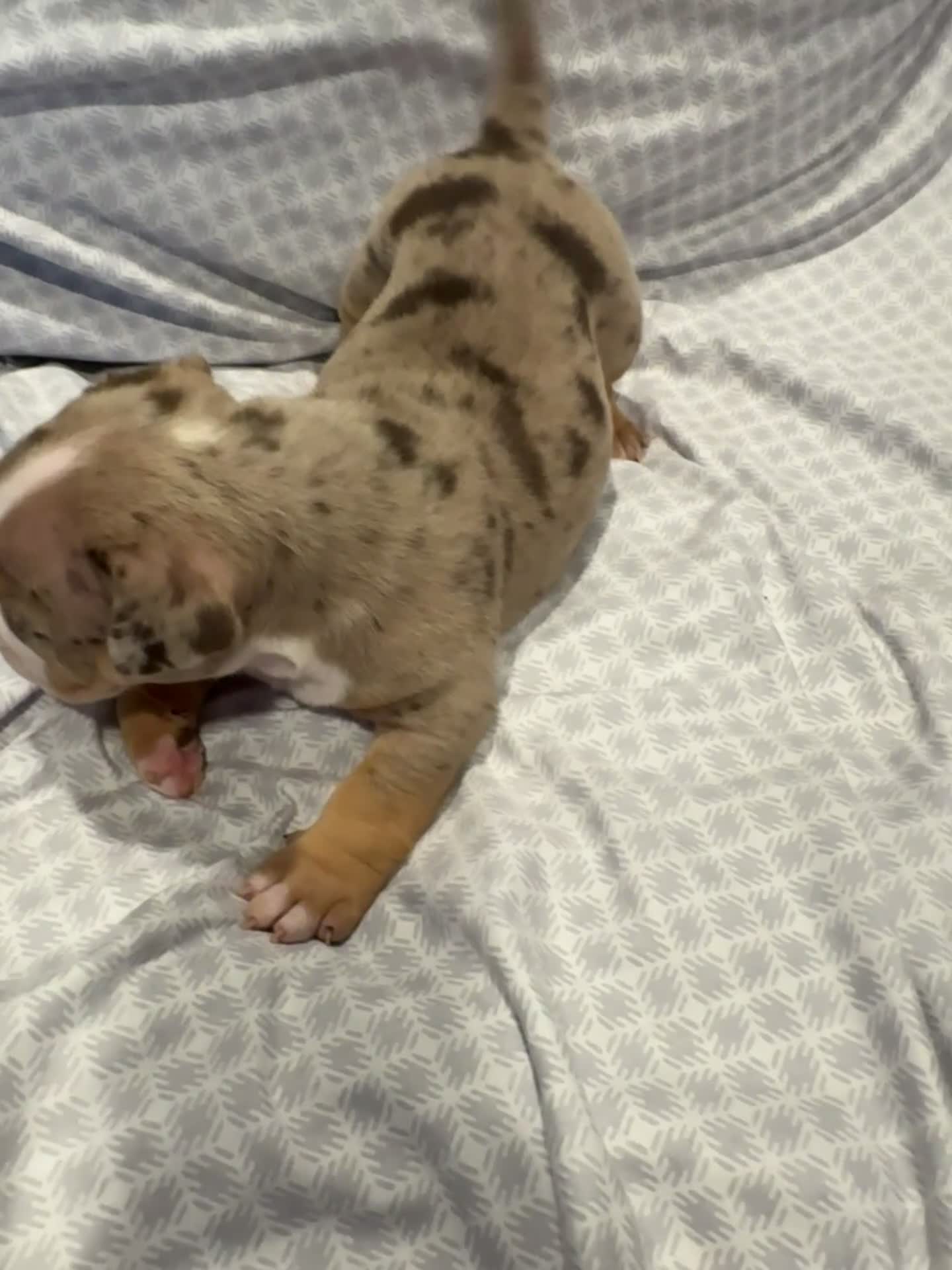 American Bully dogs for sale: American Bully Puppy 3 - Video 1