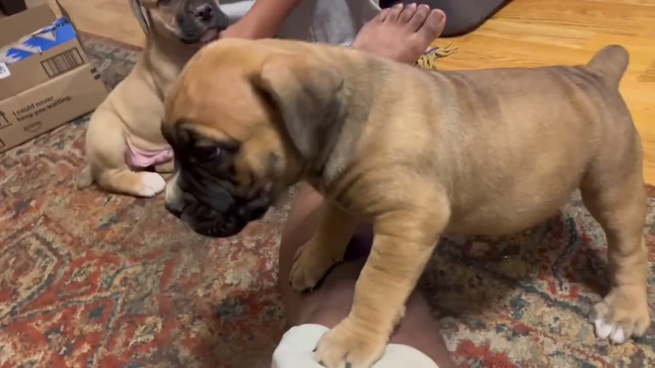 South African Boerboels dogs for sale: Chunk Rock - Video 2