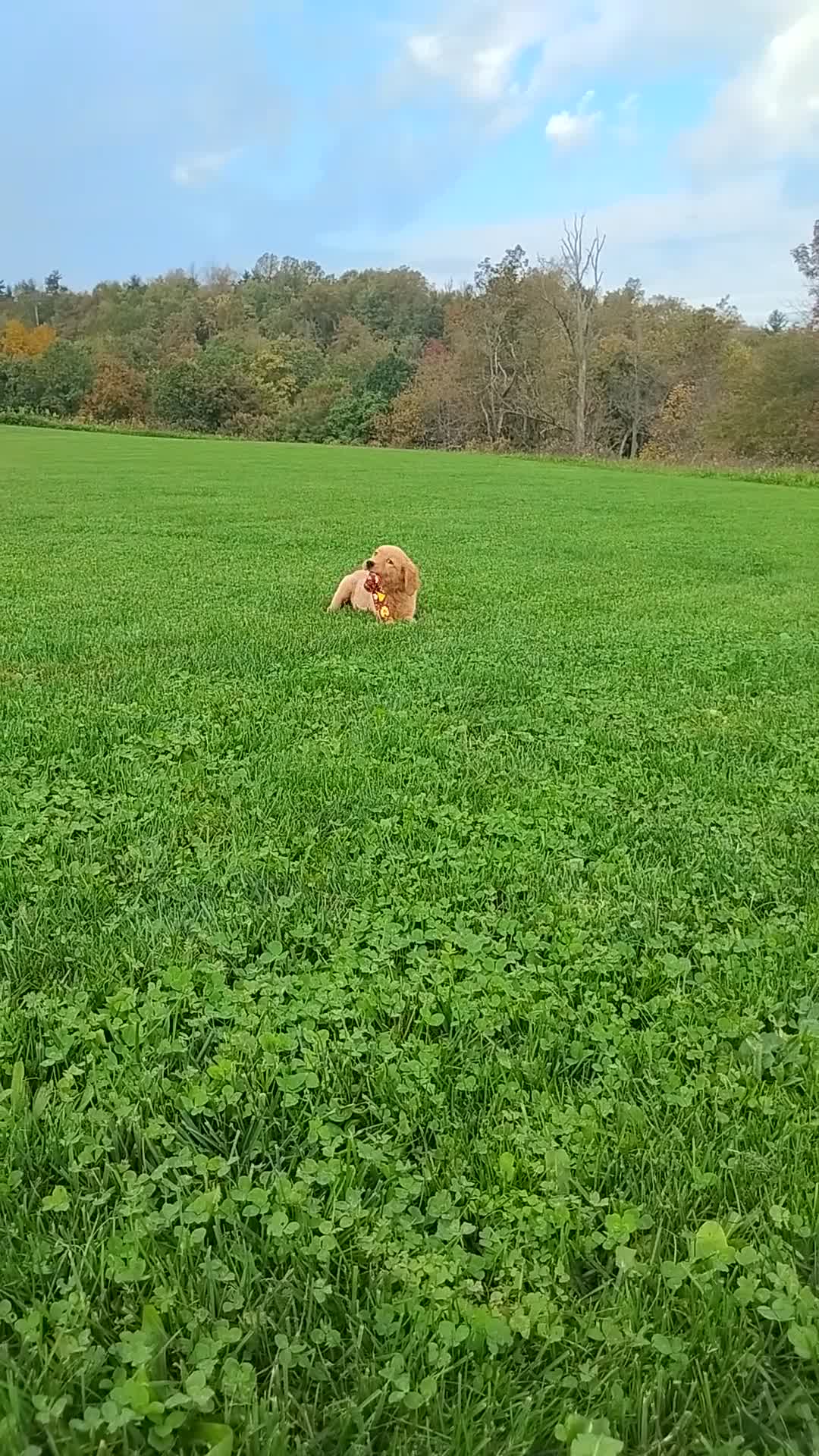 Golden Retriever dogs for sale: Goldie - Video 1