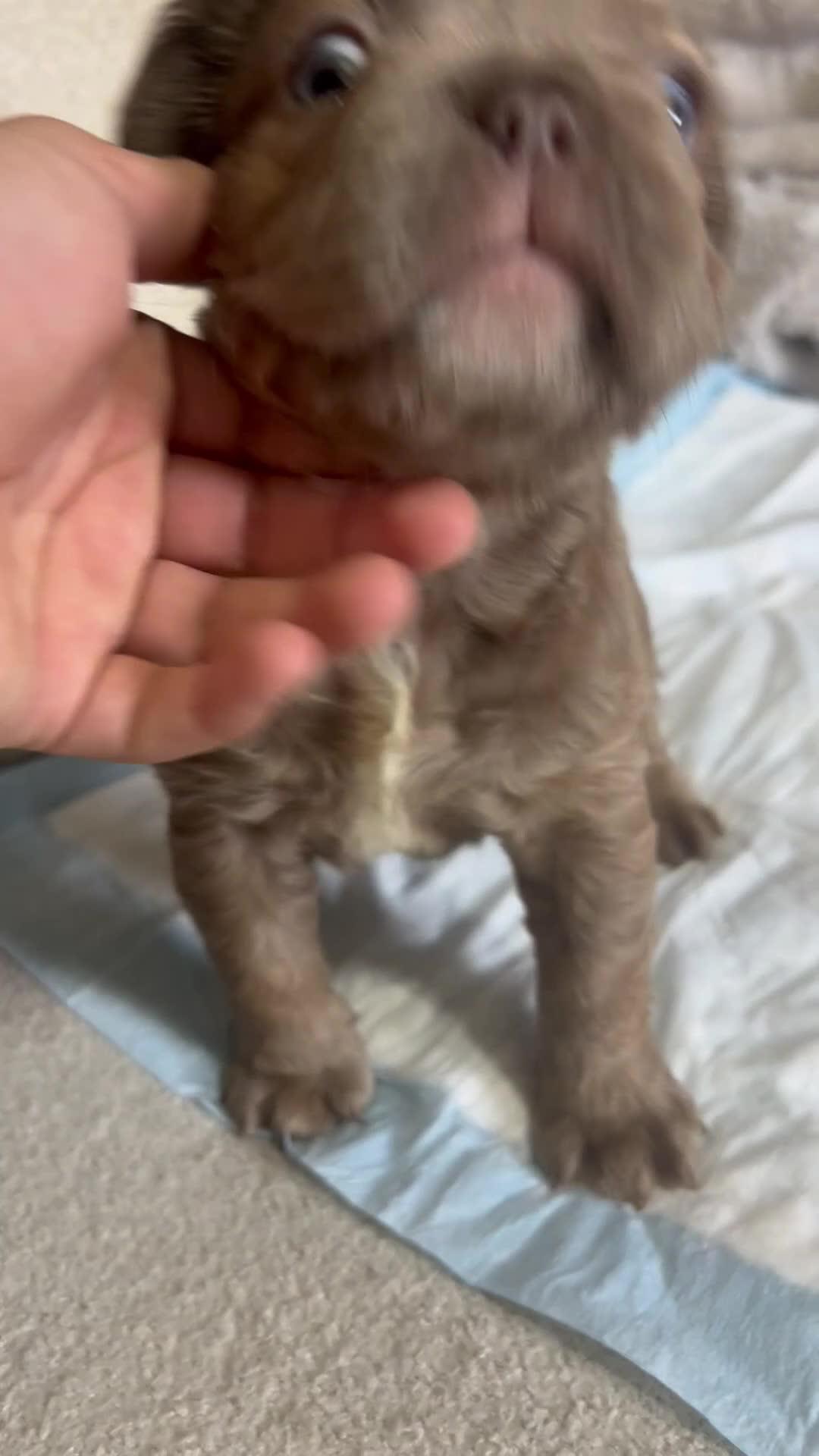French Bulldog dogs for sale: French Bulldog 2 male  - Video 1
