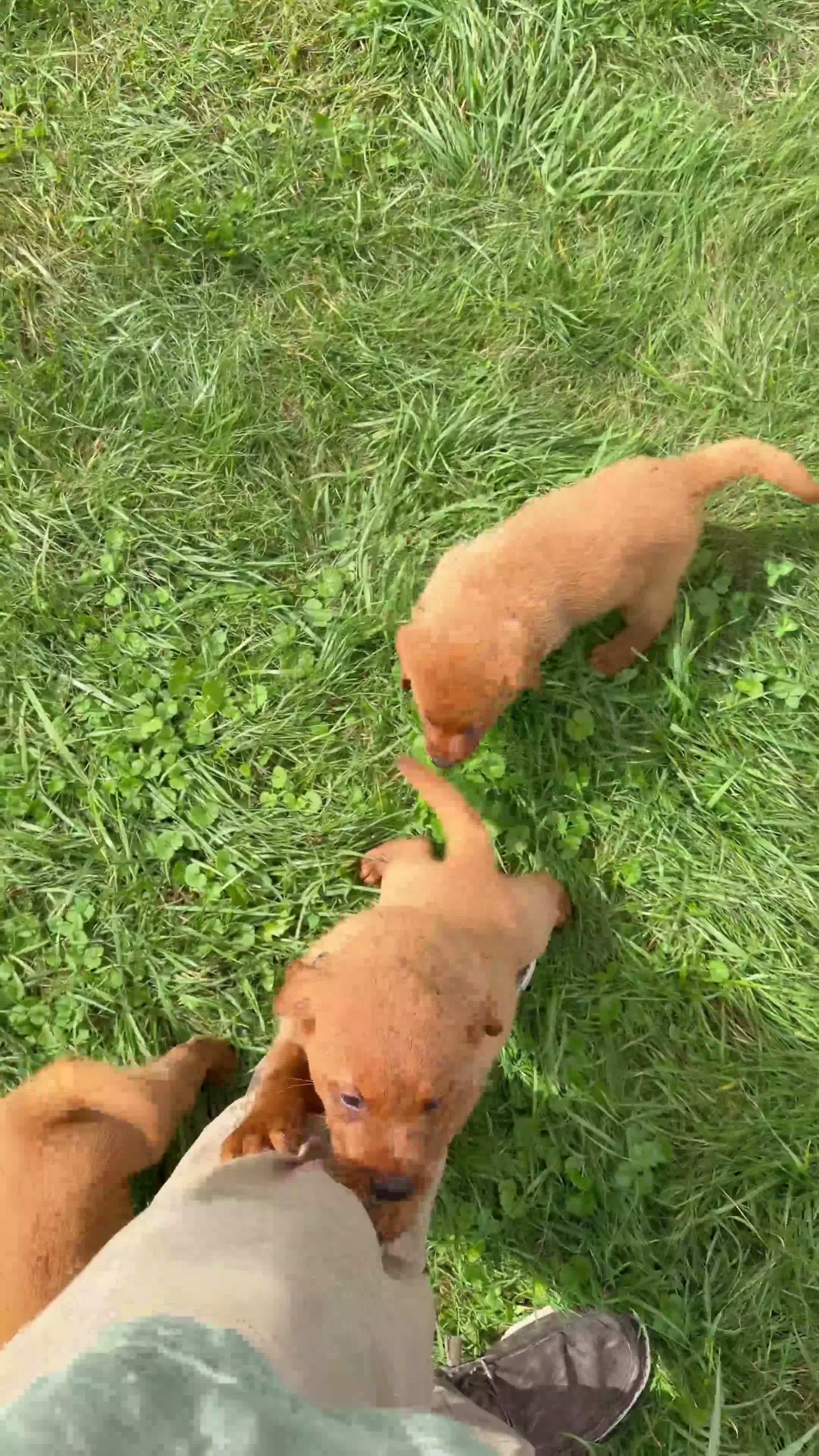 Labrador Retriever dogs for sale: Bella - Video 1