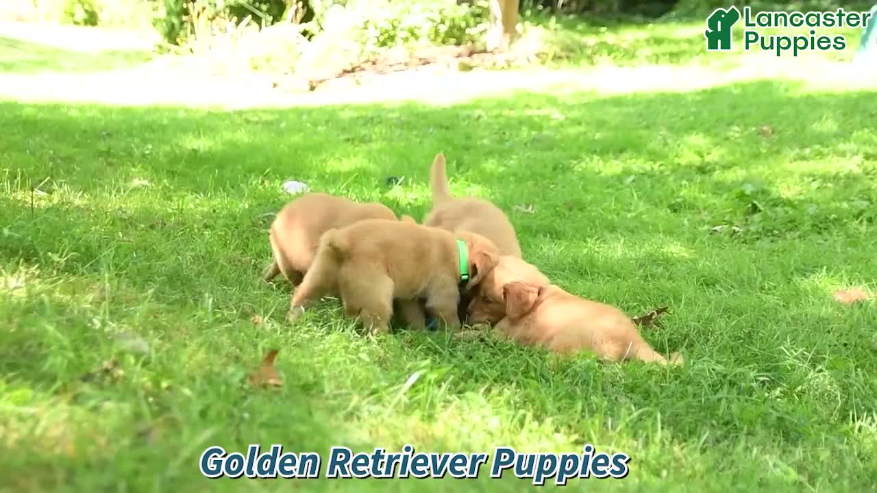 Golden Retriever dogs for sale: Dulcia - Video 1