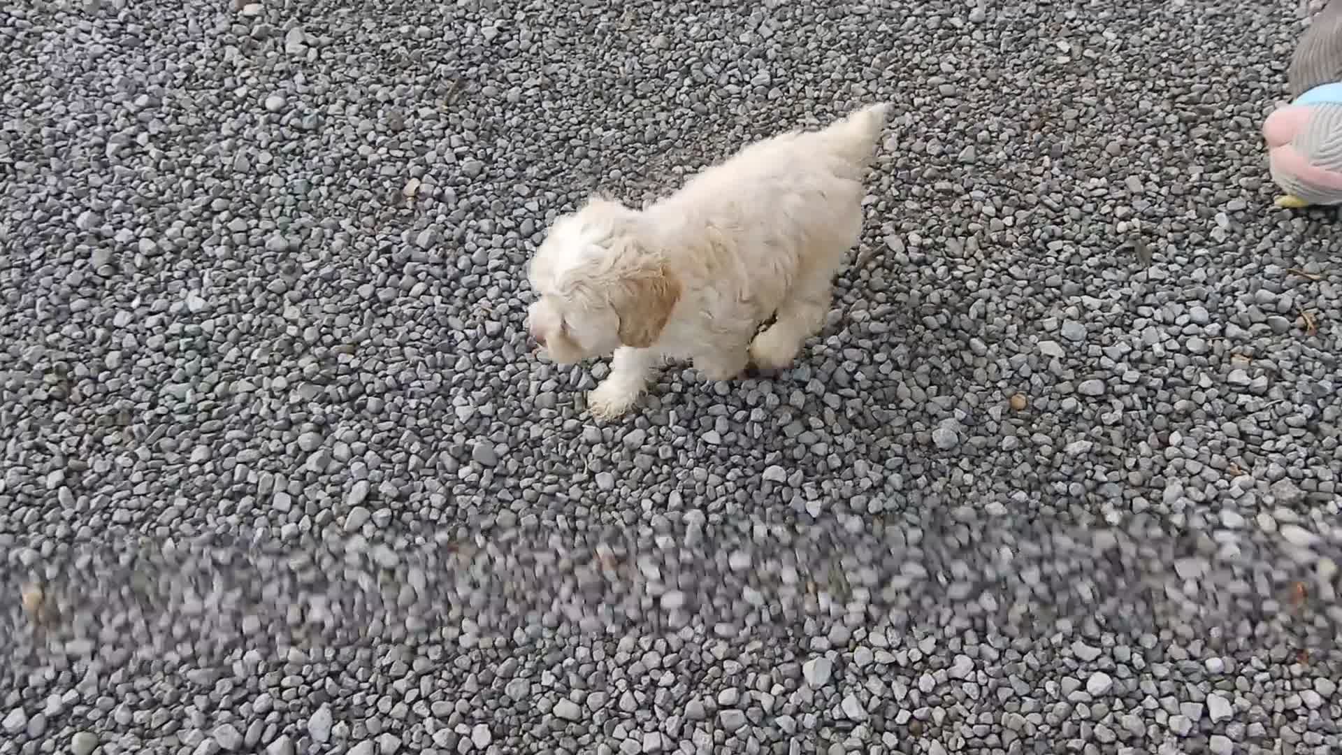 Cockapoo dogs for sale: Amber - Video 6