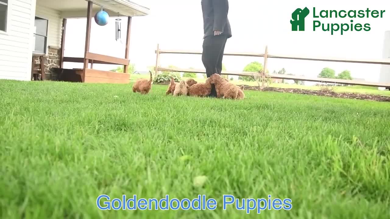 Goldendoodle dogs for sale: Rochelle - Video 1