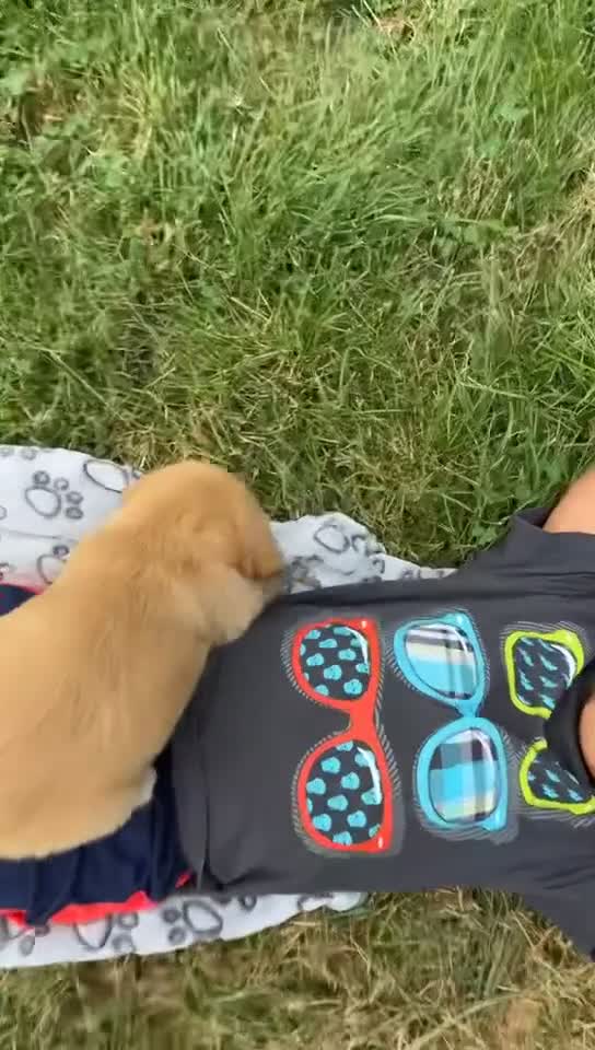 Goldendoodle dogs for sale: Goldendoodle 3 - Video 1