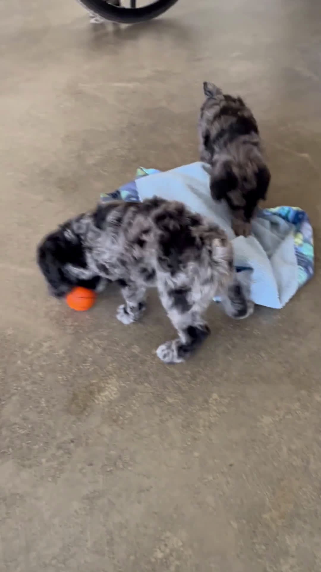 Schnoodle dogs for sale: Devon - Video 3