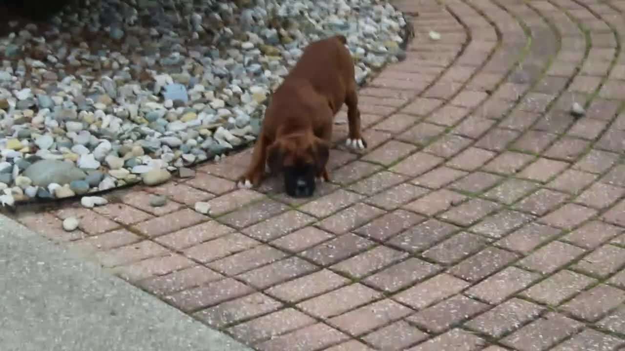 Boxer dogs for sale: Alex - Video 1