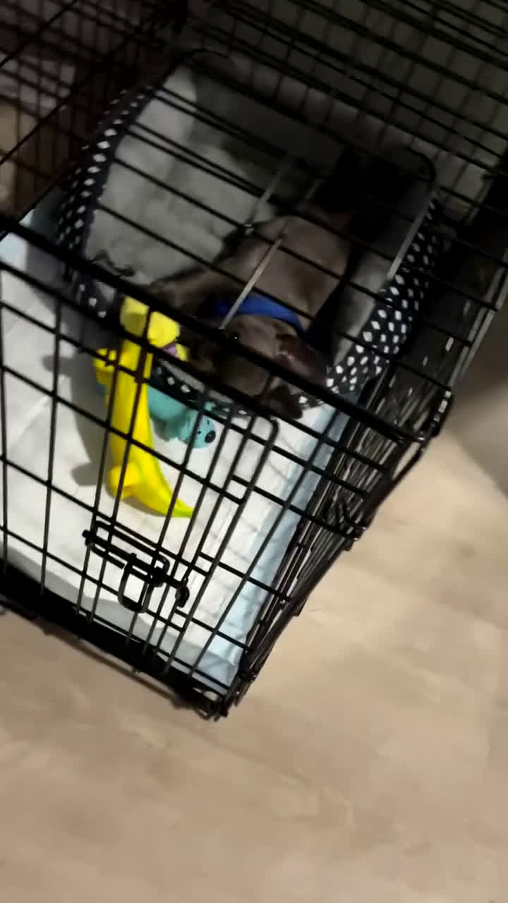 French Bulldog dogs for sale: French Bulldog Puppy 1 - Video 1