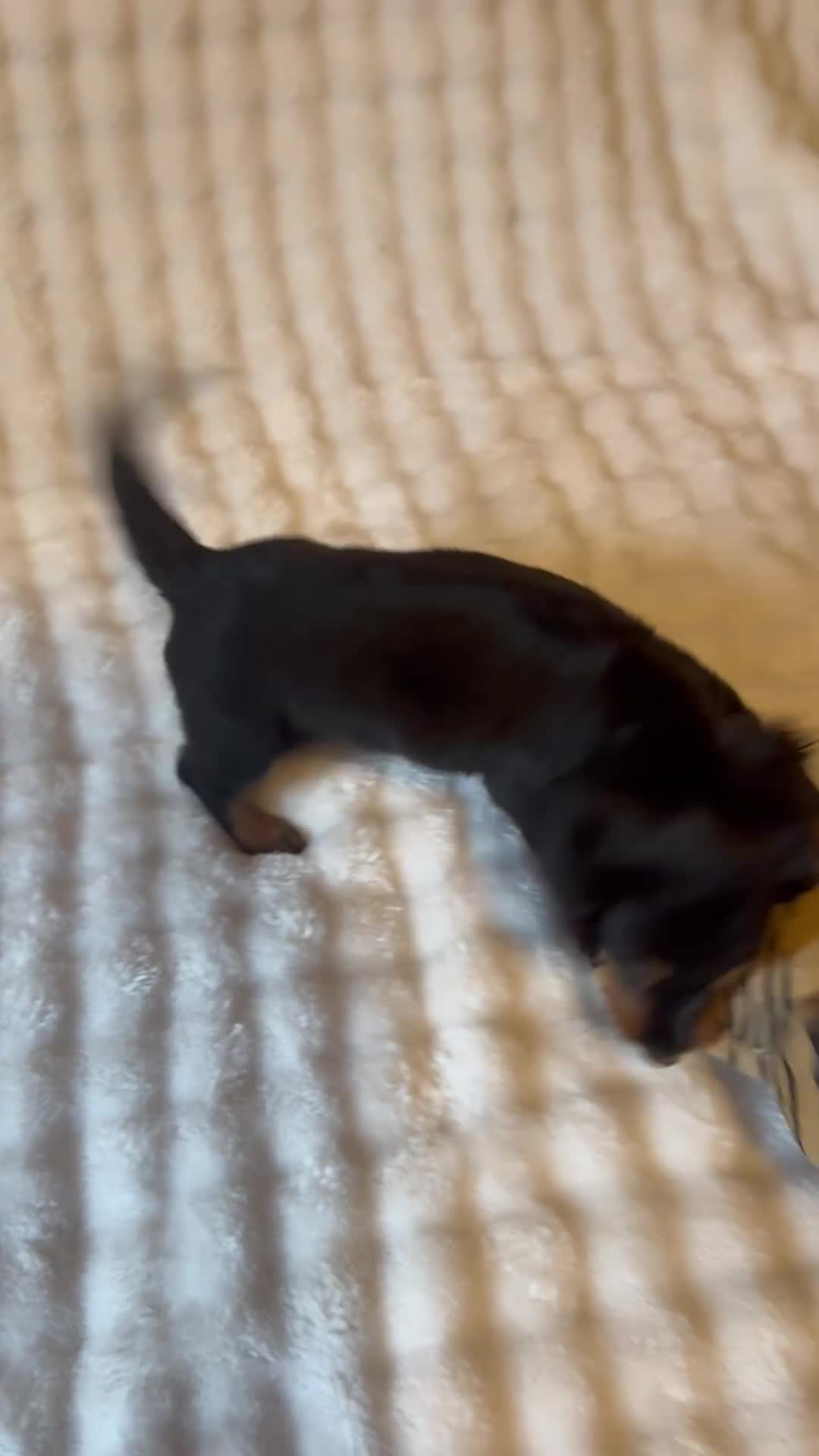 Miniature Dachshund dogs for sale: Long haired mini *Tiny* - Video 2