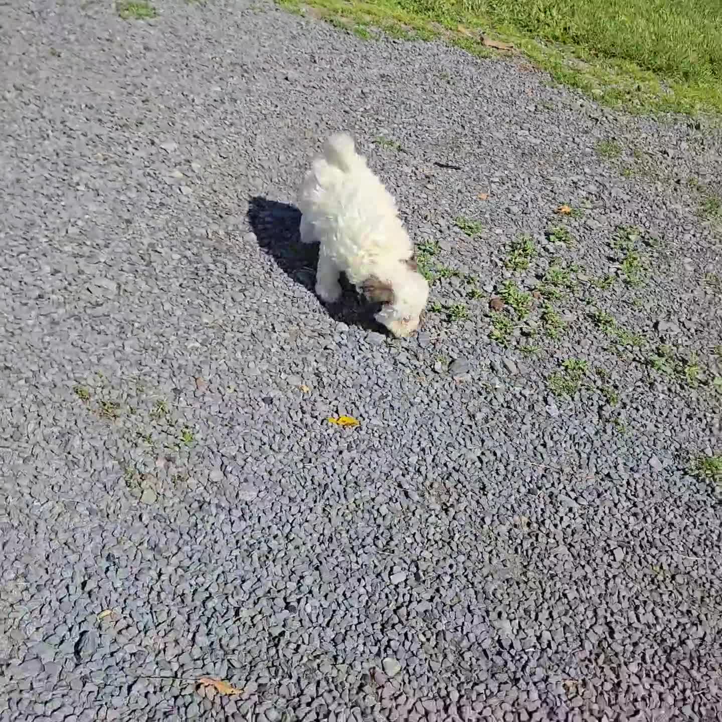 Miniature Poodle dogs for sale: Darcy - Video 1