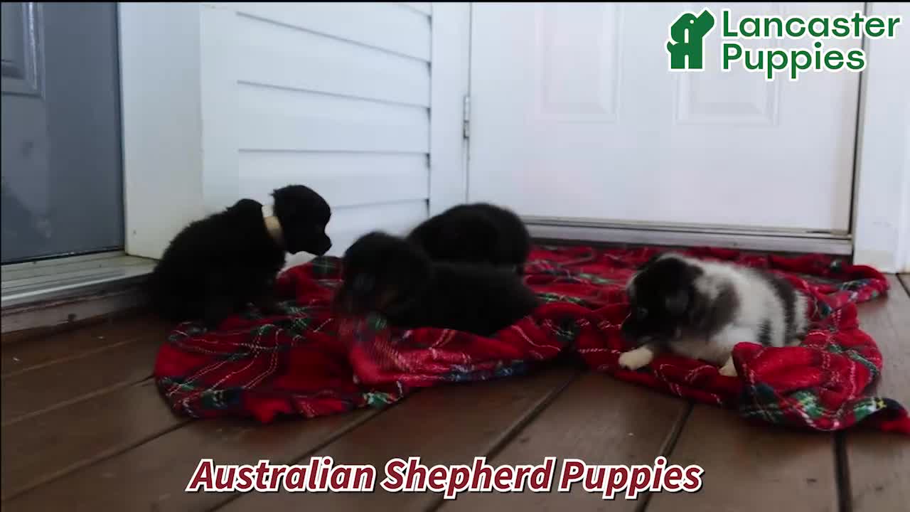 Toy Australian Shepherd dogs for sale: Jack  - Video 1