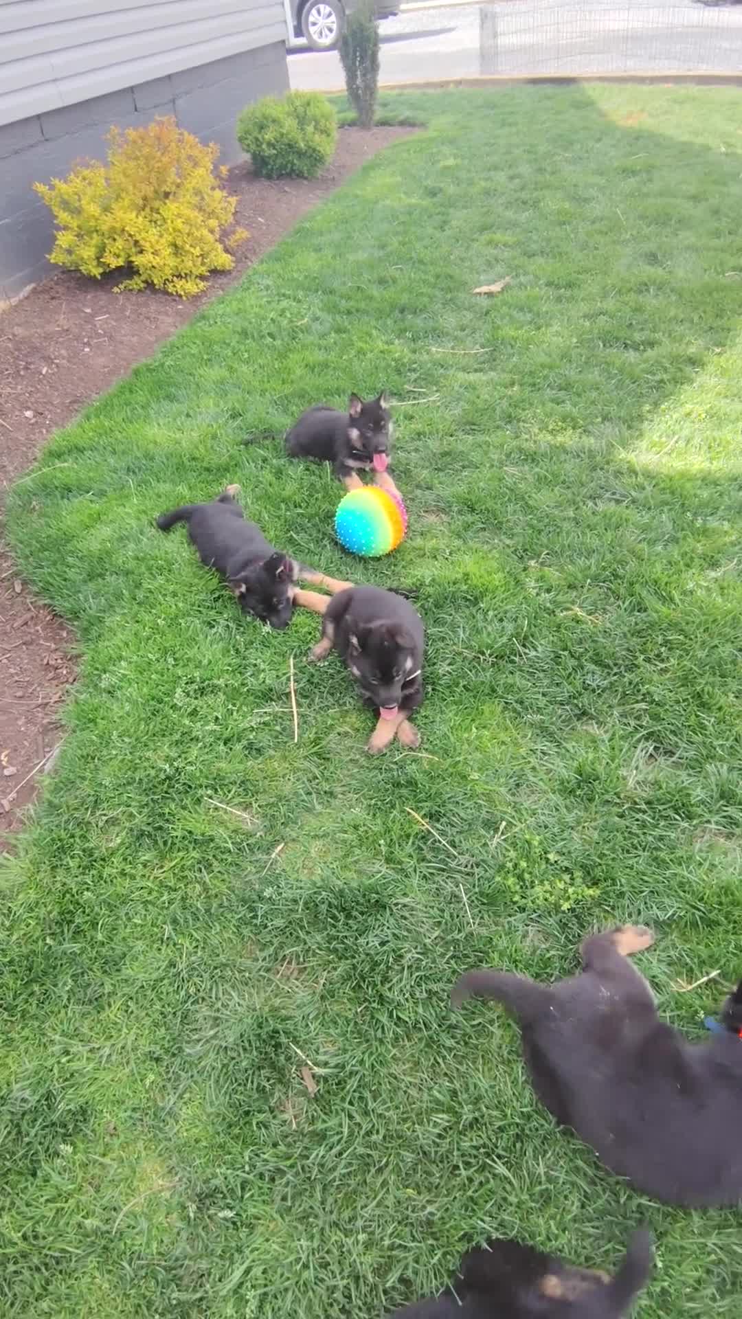 German Shepherd dogs for sale: Rosella - Video 1